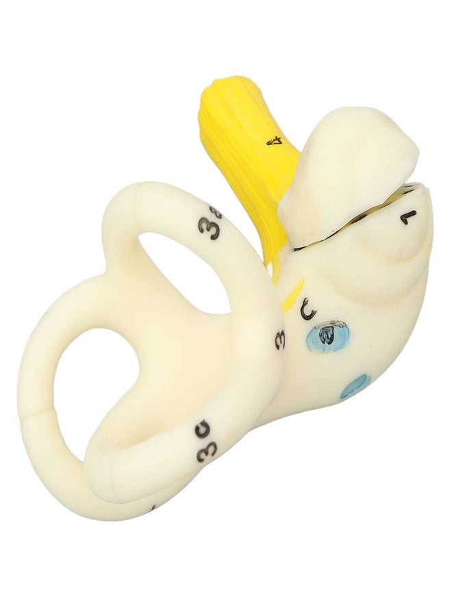 ANGGREK Ear Semicircular Canal Model, ANGGREK Ear Semicircular Canal Anatomical Magnification Ear Internal Structure Model Inner Ear Cochlea Model - Image 1